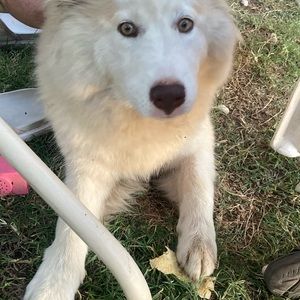 Meet your Posher, Virgen